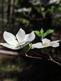 Close-up of white flowering plant