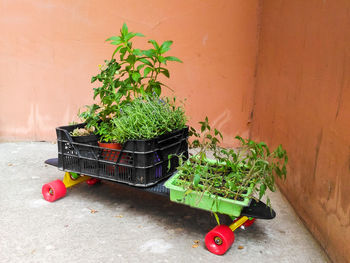 High angle view of potted plant against wall