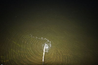 Reflection of trees in water