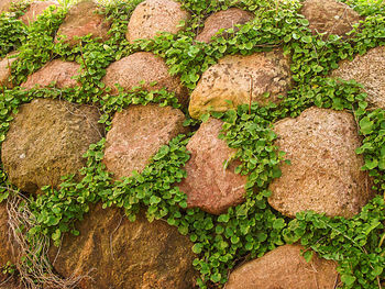 Full frame shot of stone wall with ivies