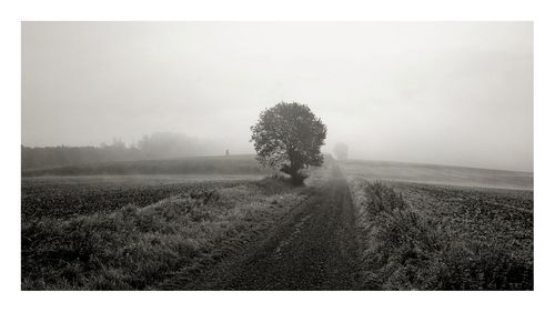 Trees on field against sky