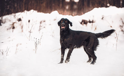 Black dog on snow covered land