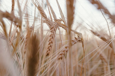 Close-up of stalks in wheat field