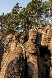 Low angle view of rocks in forest against sky