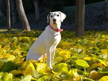 Dog sitting on yellow leaves during autumn