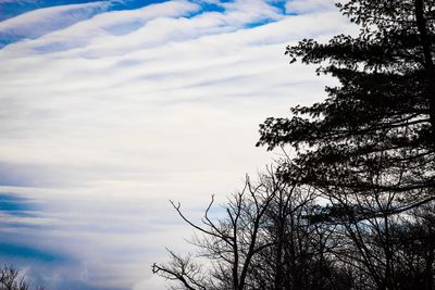 Low angle view of tree against sky