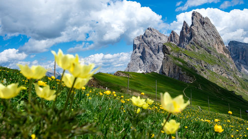 Yellow flowers growing on field against mountains