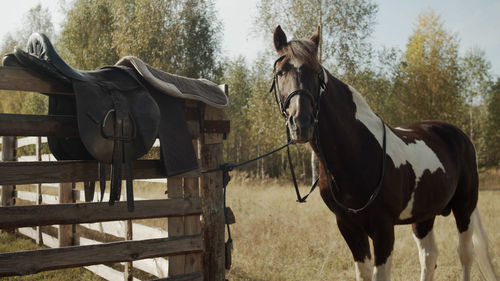 Horse standing in ranch