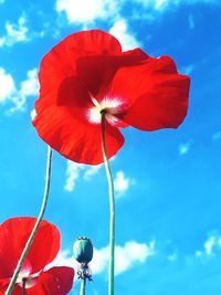 Low angle view of red poppy against sky