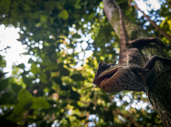 Low angle view of bird on branch