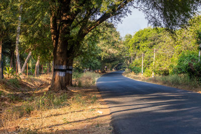 Road amidst trees in forest