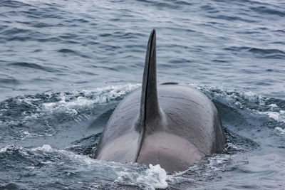 The killer whales in the blue pacific ocean