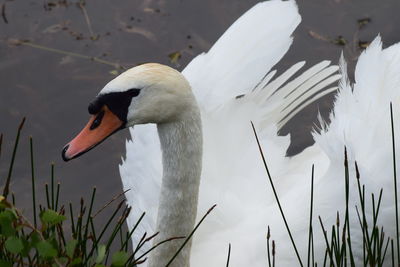 Close-up of swan in lake