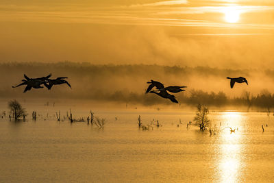 Silhouette birds flying over sea against sky during sunset