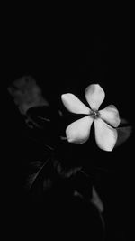 Close-up of white flower over black background