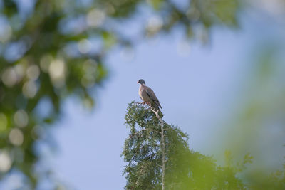 Framed by blurred luscious green leaves in the foreground, a wood pigeon perches high up