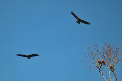 Low angle view of eagle flying against clear blue sky