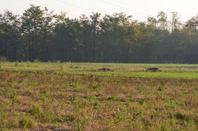 Scenic view of field against sky