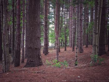 Trees growing in forest