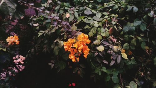 Close-up of flowers blooming outdoors