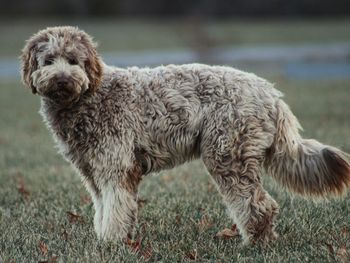 Close-up portrait of dog standing on grass