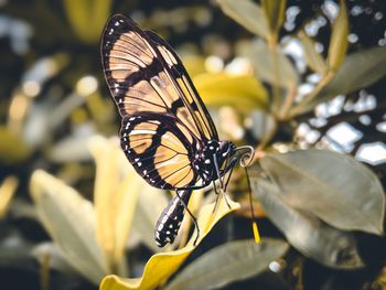 Butterfly pollinating flower