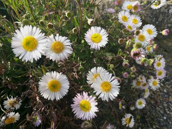 Close-up of yellow flowers blooming outdoors