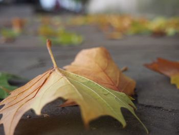 Close-up of yellow leaf