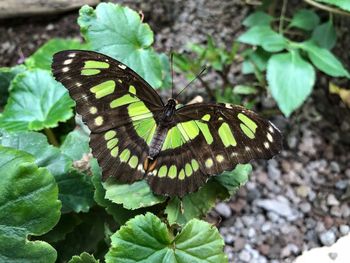 Close-up of butterfly pollinating flower