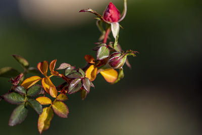 Close-up of pink flowering plant