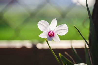 Close-up of flowers blooming