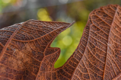 Close-up of dried leaf