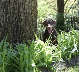 Portrait of dog in forest