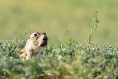 Close-up of rodent amidst plants