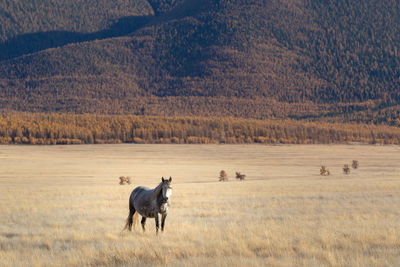 Horse grazing on field