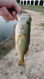 Close-up of hand holding fish