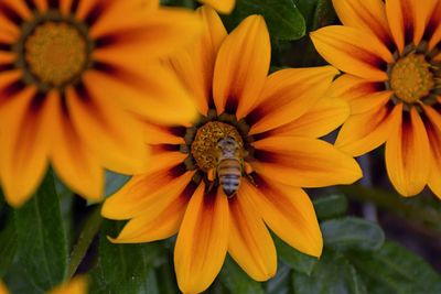 Close-up of insect on yellow flower