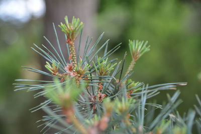 Close-up of plant part