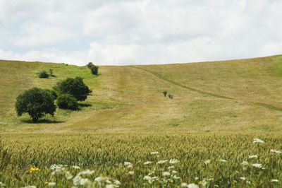 Scenic view of agricultural field against sky