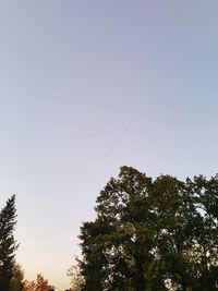 Low angle view of birds flying in sky