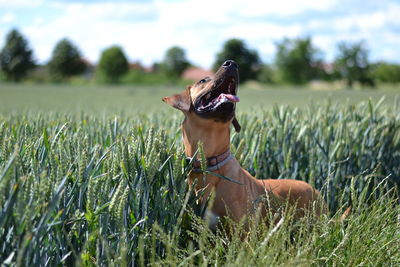 Dog sticking out tongue while looking up at farm