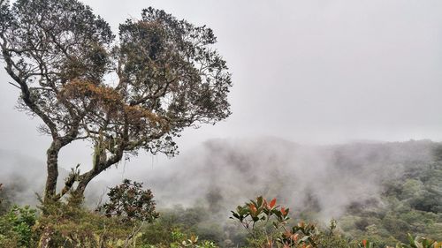 Trees on landscape against sky