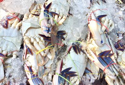 High angle view of crab for sale in market