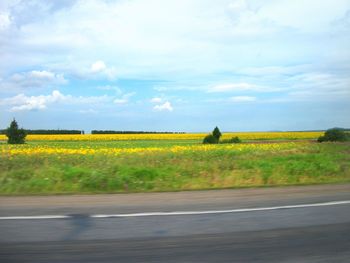 Scenic view of field against sky