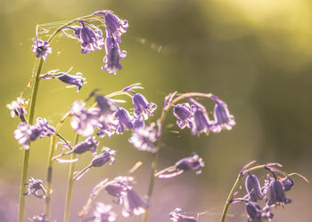 Close-up of purple flowering plant - british bluebells