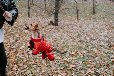 A small dog in a red jumpsuit in an autumn park, jumps after a stick. pinscher training in the park