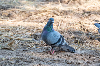 Close-up of pigeon on field