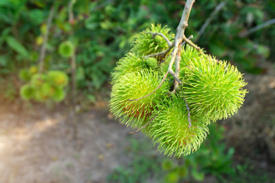 Close-up of plant growing on field