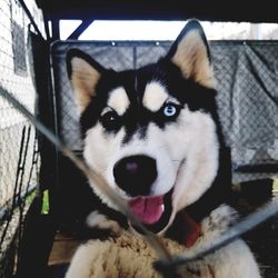 Close-up portrait of a dog