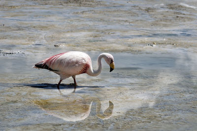 Side view of birds in lake